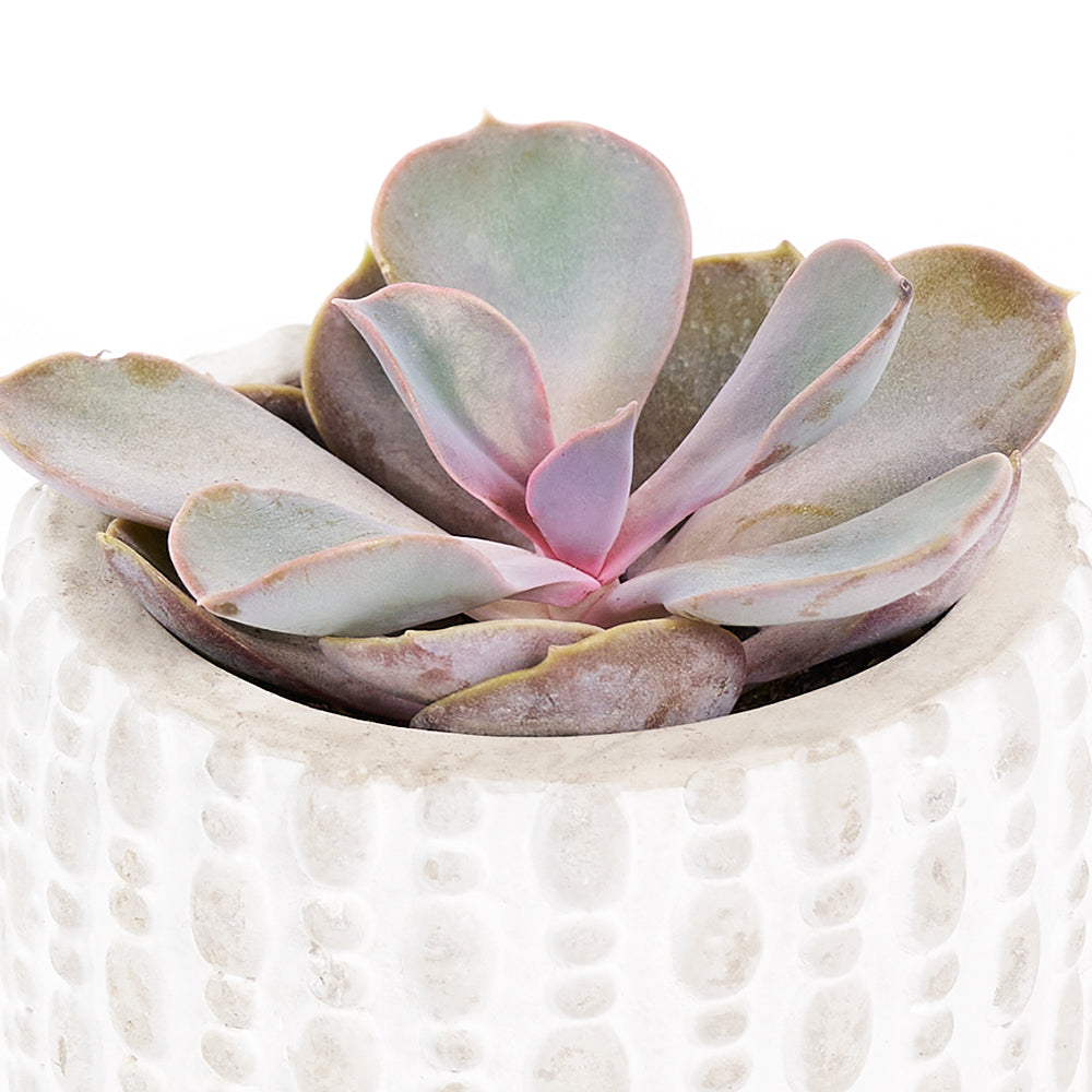 "You're Special" Plant & Wine Gift - Wine Gift Set – Los Angeles Blooms - Los Angeles Delivery