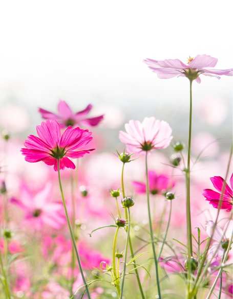 Same day flower delivery Toronto – Toronto flowers gifts