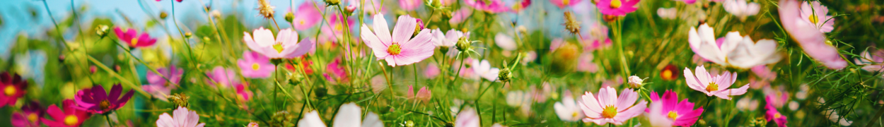 Same day flower delivery Toronto – Toronto flowers gifts