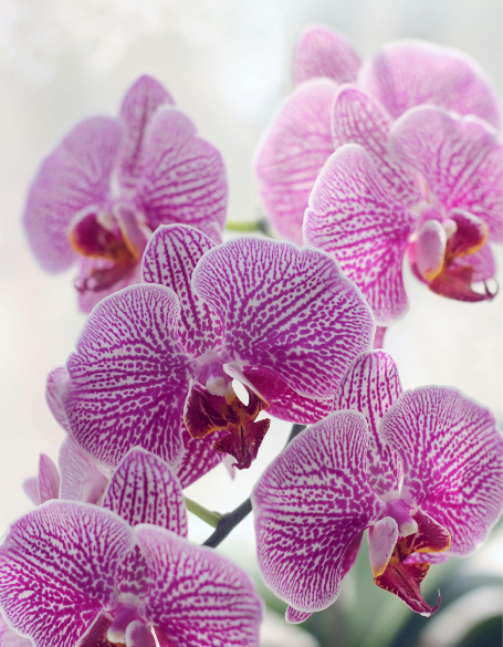 Same day flower delivery Toronto – Toronto flowers gifts