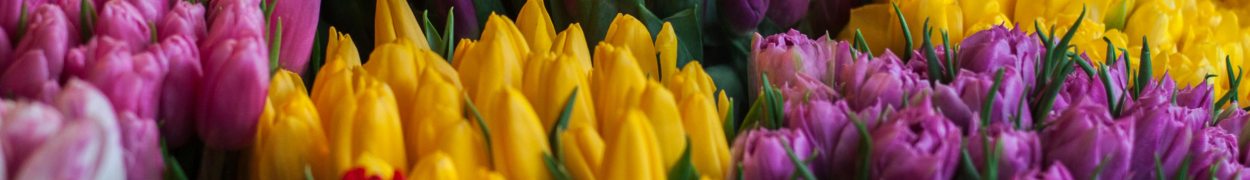 Same day flower delivery Toronto – Toronto flowers gifts