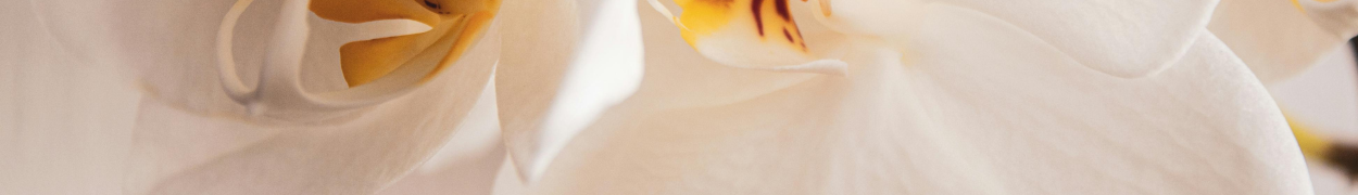 Same day flower delivery Toronto – Toronto flowers gifts