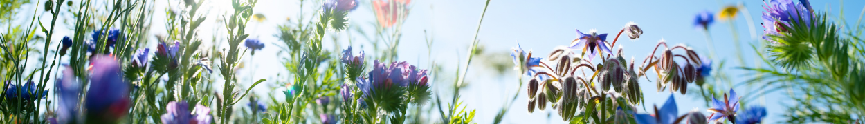Same day flower delivery Toronto – Toronto flowers gifts