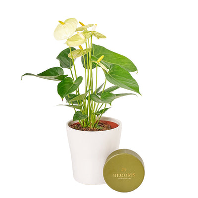 Admiration & Love Flowers & Chocolate - Anthurium and Chocolate Gift Set - Los Angeles Delivery