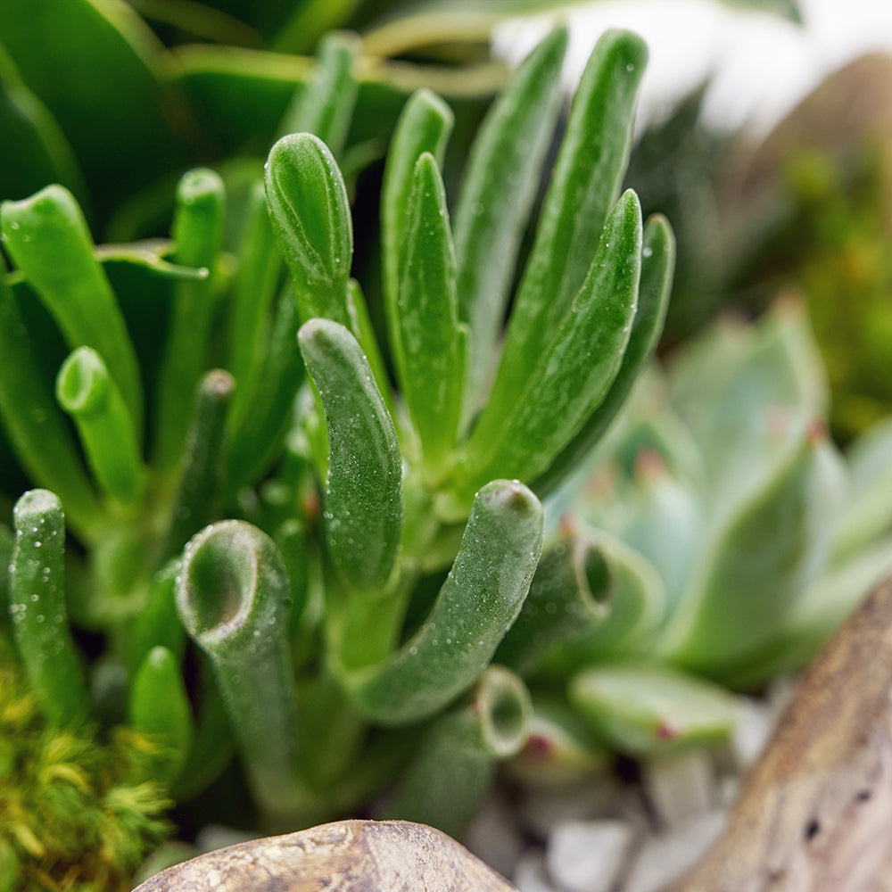 Bright Days Succulent Arrangement – Los Angeles Blooms - Los Angeles Delivery