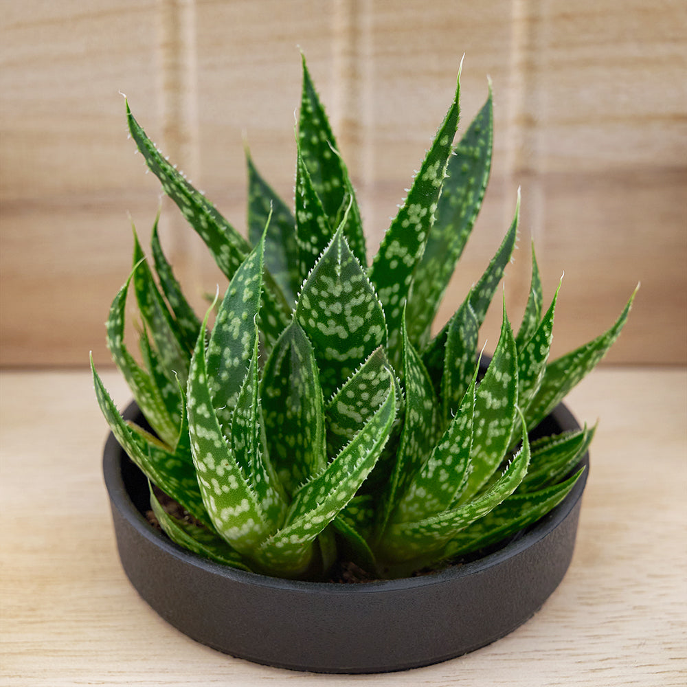 Butterfly Planter Chair Arrangement. – Los Angeles Blooms - Los Angeles Delivery