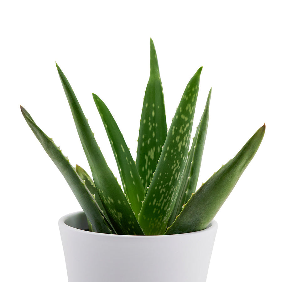 Calm Recollections Aloe Vera Plant from Los Angeles Blooms - Plant Gift - Los Angeles Delivery.
