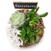 Circle of Life Succulent Terrarium from Los Angeles Blooms - Plant Gift - Los Angeles Delivery.