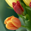 Multi-coloured tulip bouquet. Same Day Los Angeles  Delivery.