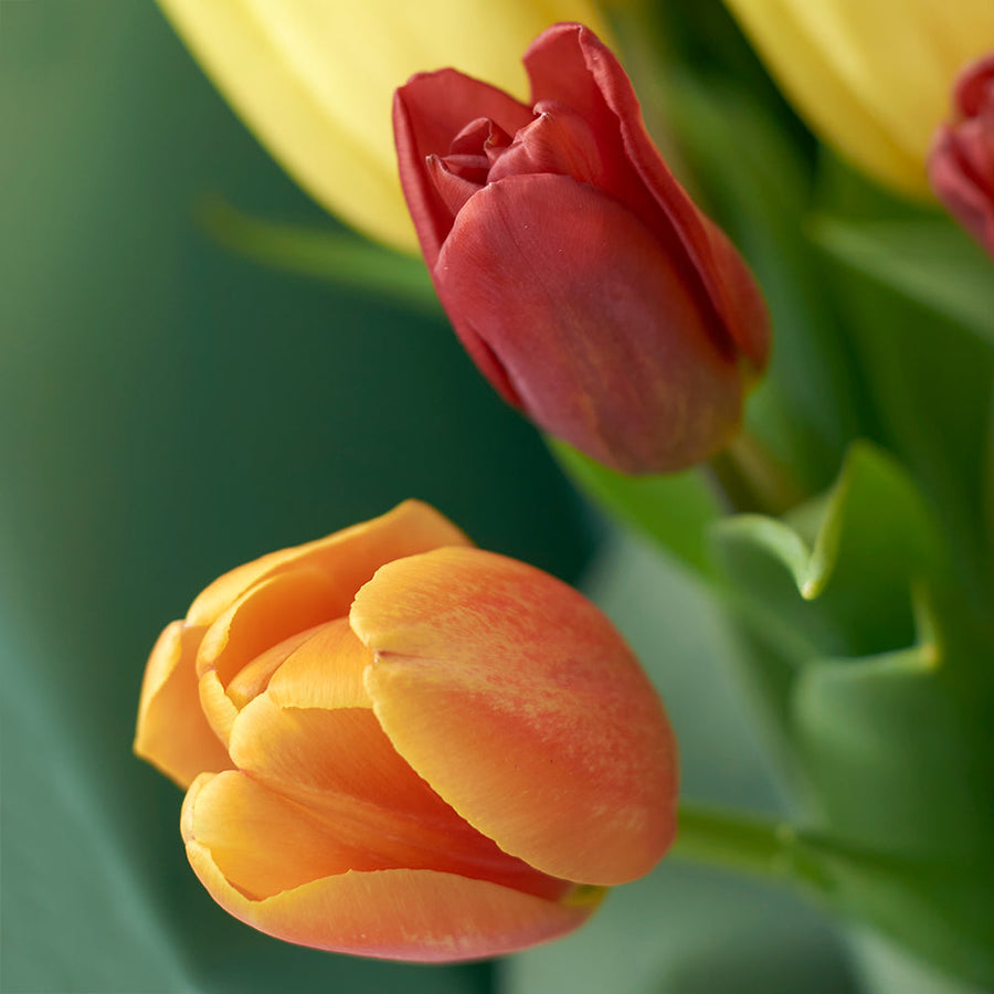 Country Garden Tulip Bouquet. Los Angeles Blooms. Los Angeles Delivery
