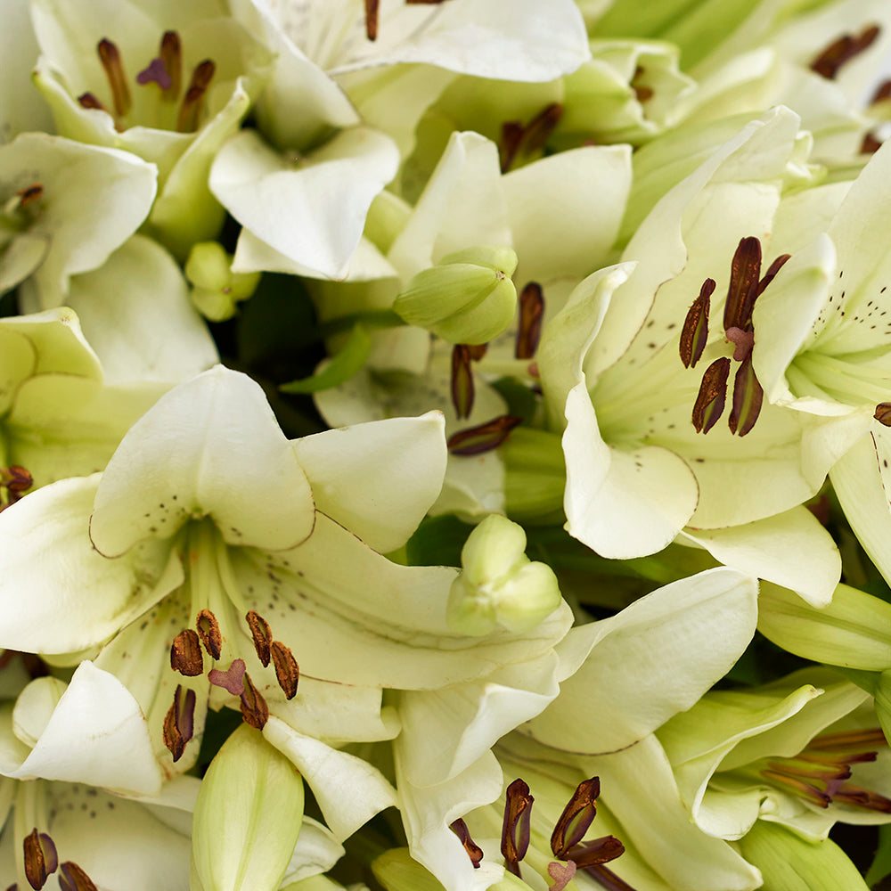 Crisp Snow Lily Bouquet from Los Angeles Blooms - Flower Gift - Los Angeles Delivery.