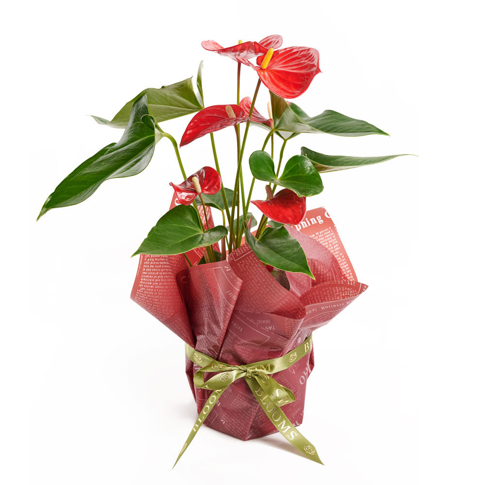 Flamingo Plant Arrangement - Floral Gift - Los Angeles Delivery
