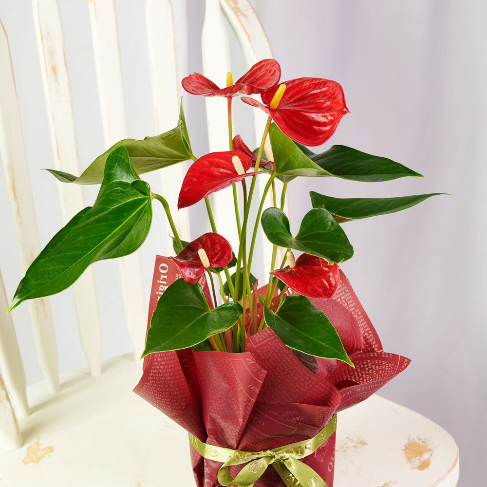 anthurium florist & gifts Flamingo Plant Arrangement - floral gift baskets - Los Angeles delivery