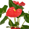 Flamingo Plant Arrangement - Floral Gift - Los Angeles Delivery