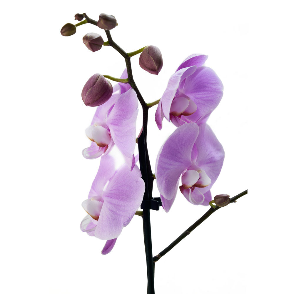 Floral Treasures Flowers & Chocolate Gift. Orchid Gift Set - Los Angeles Delivery.