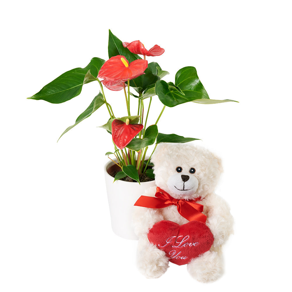 For My Love Flower Gift - Anthurium and Teddy Bear Gift Set - Los Angeles Delivery