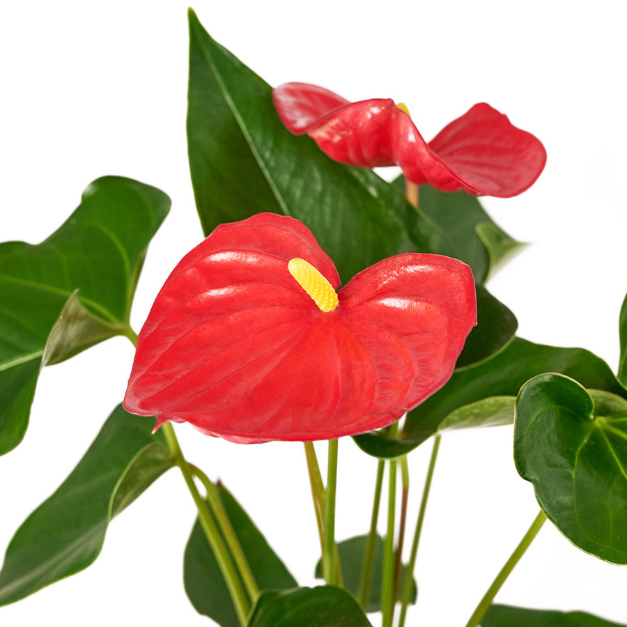 For My Love Flower Gift - Anthurium and Teddy Bear Gift Set - Los Angeles Delivery