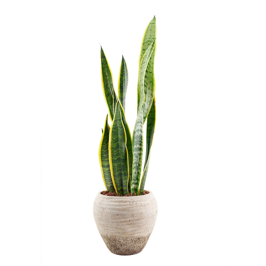 Golden Edged Sansevieria Trifasciata Plant from Los Angeles Blooms - Plant Gift - Los Angeles Delivery.