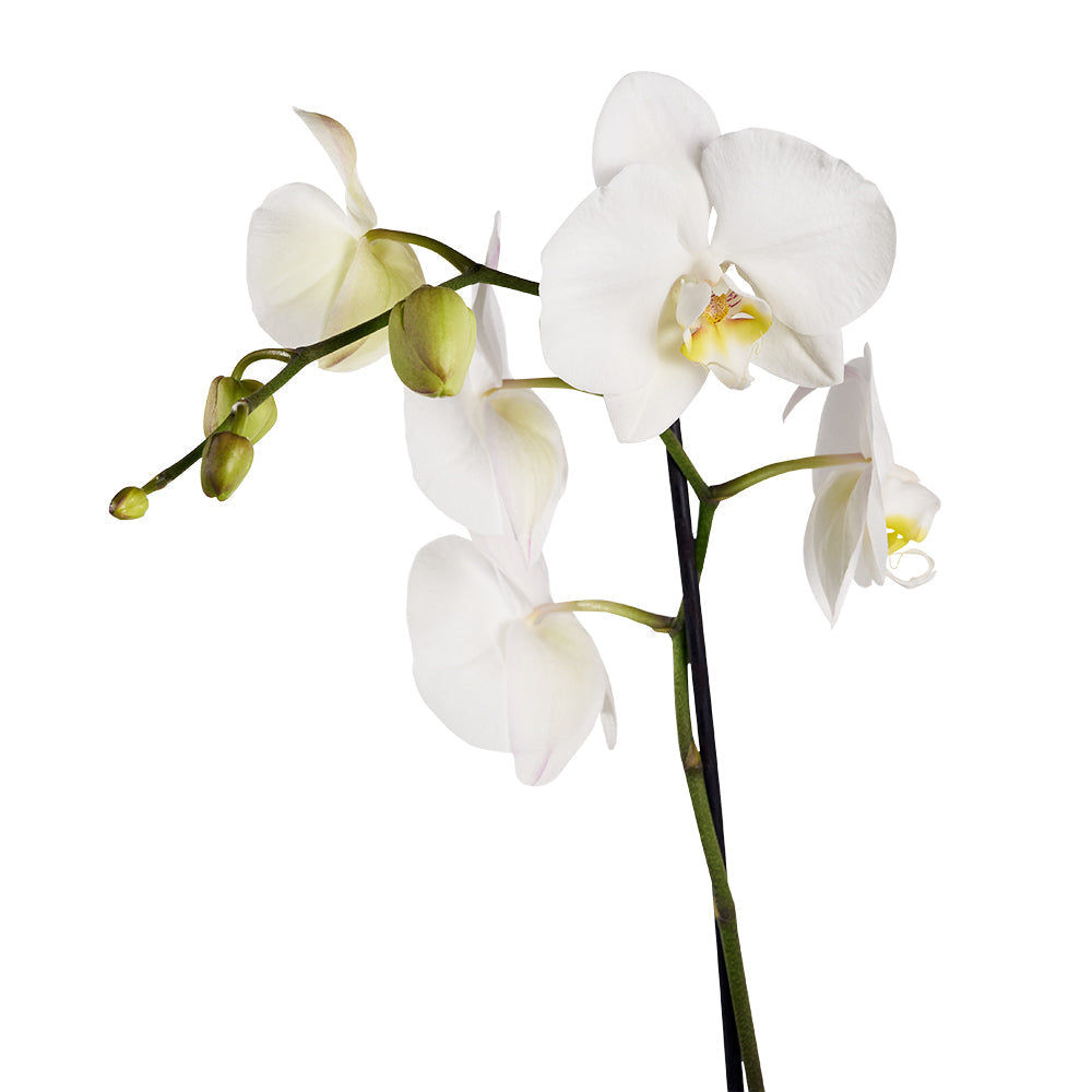 Guinness Flowers & Beer Gift - Los Angeles Delivery.