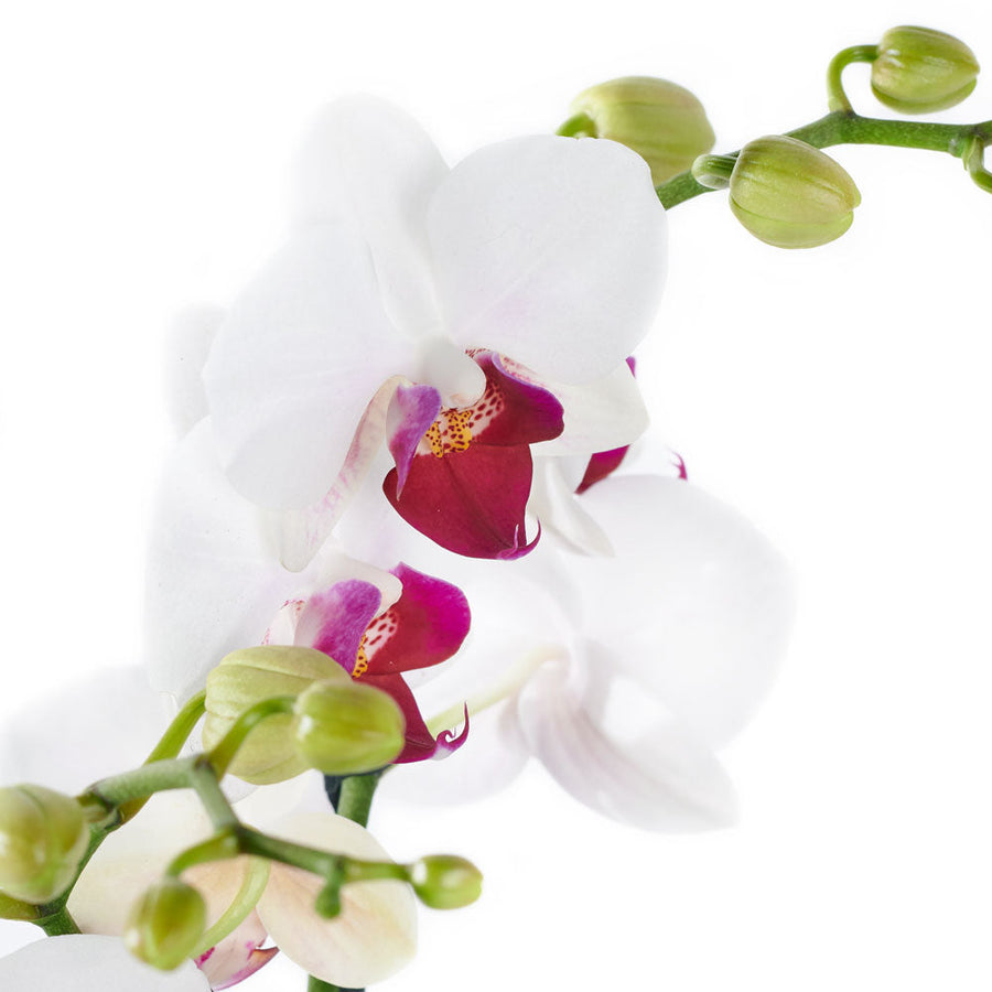 Lavish Exotic Orchid Plant - Orchid Plant Gift - Los Angeles Delivery.