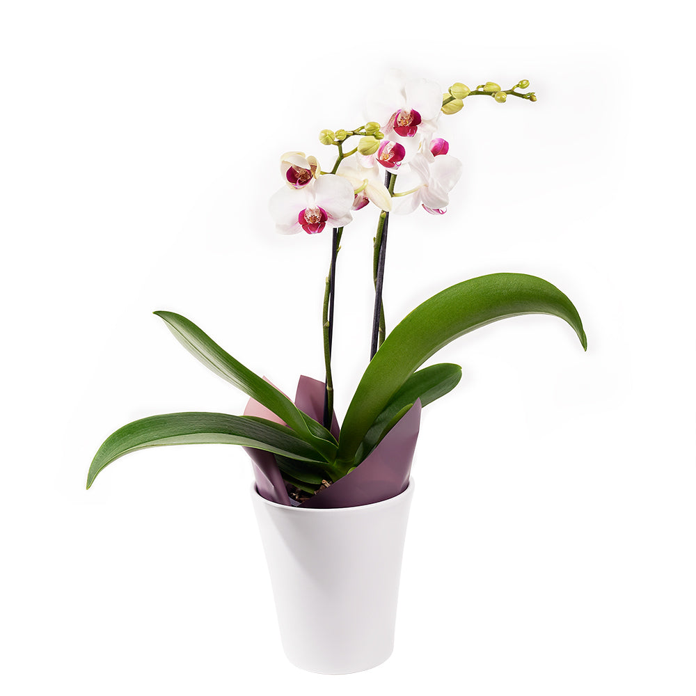 Double Orchid Plant Arrangement in Standard Planter – how the gift is presented