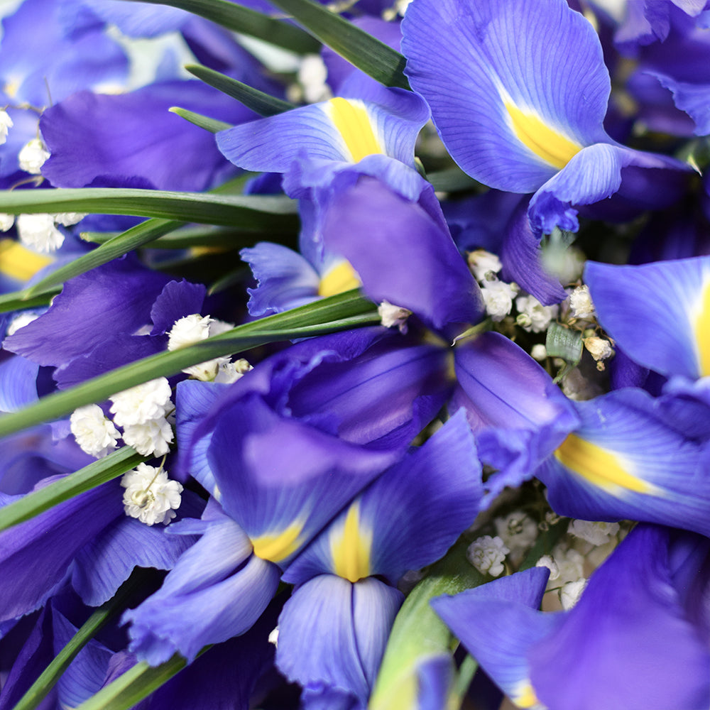 Lavish Lavender Iris Bouquet - Los Angeles - Los Angeles Gift Delivery