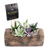 Natural Log Succulent Arrangement - Succulent Gift - Los Angeles Blooms