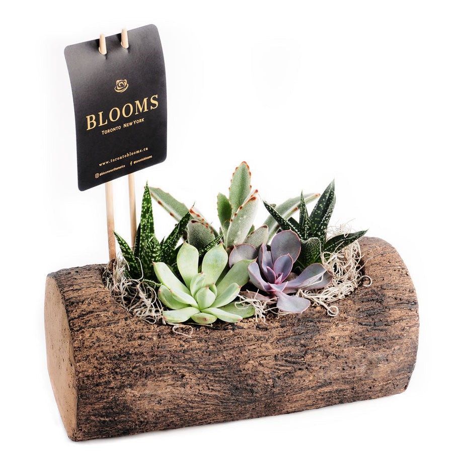 Natural Log Succulent Arrangement - Succulent Gift - Los Angeles Blooms