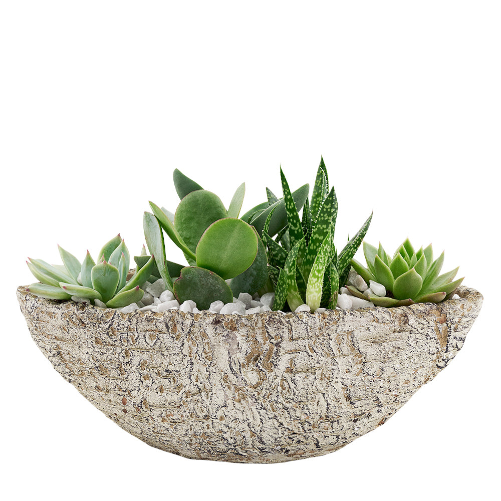 In a beautiful mix of succulents in varied hues, the Nature's Own Succulent Garden from Los Angeles Blooms makes for a great gift for the flora lover in your life.  Los Angeles Delivery