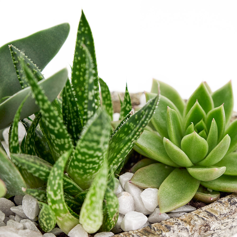In a beautiful mix of succulents in varied hues, the Nature's Own Succulent Garden from Los Angeles Blooms makes for a great gift for the flora lover in your life.  Los Angeles Delivery