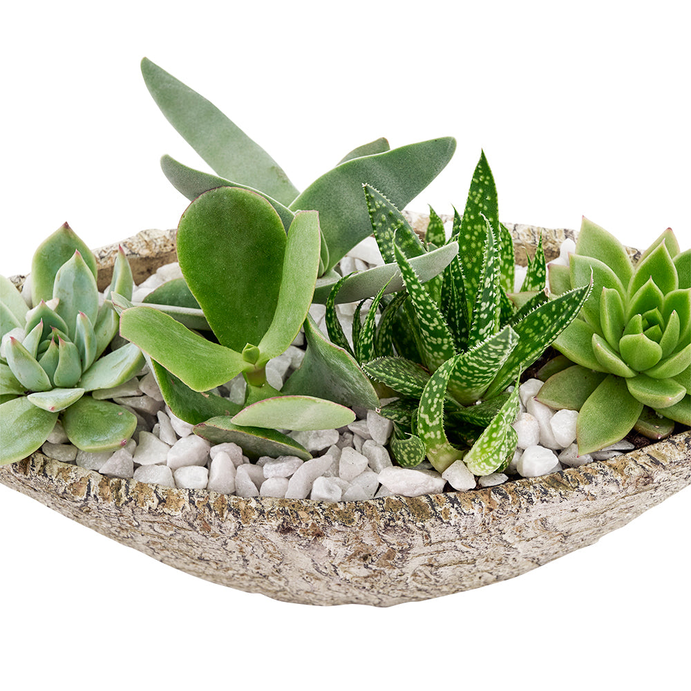 cheap succulents los angeles Nature's Own Succulent Garden
