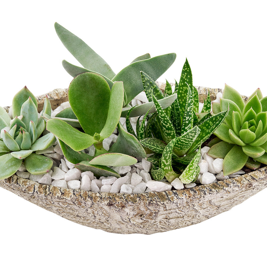 In a beautiful mix of succulents in varied hues, the Nature's Own Succulent Garden from Los Angeles Blooms makes for a great gift for the flora lover in your life.  Los Angeles Delivery