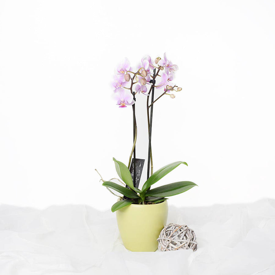 Orchid Vase Arrangement - Orchid Potted Plant - Los Angeles Blooms