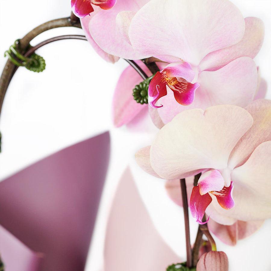 Orchid and Planter - Orchid Potted Plant Gift - Los Angeles Delivery.