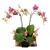 Orchid plant Los Angeles Blooms Delivery