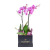 Perfect In Pink Exotic Orchid Plant - Los Angeles Blooms