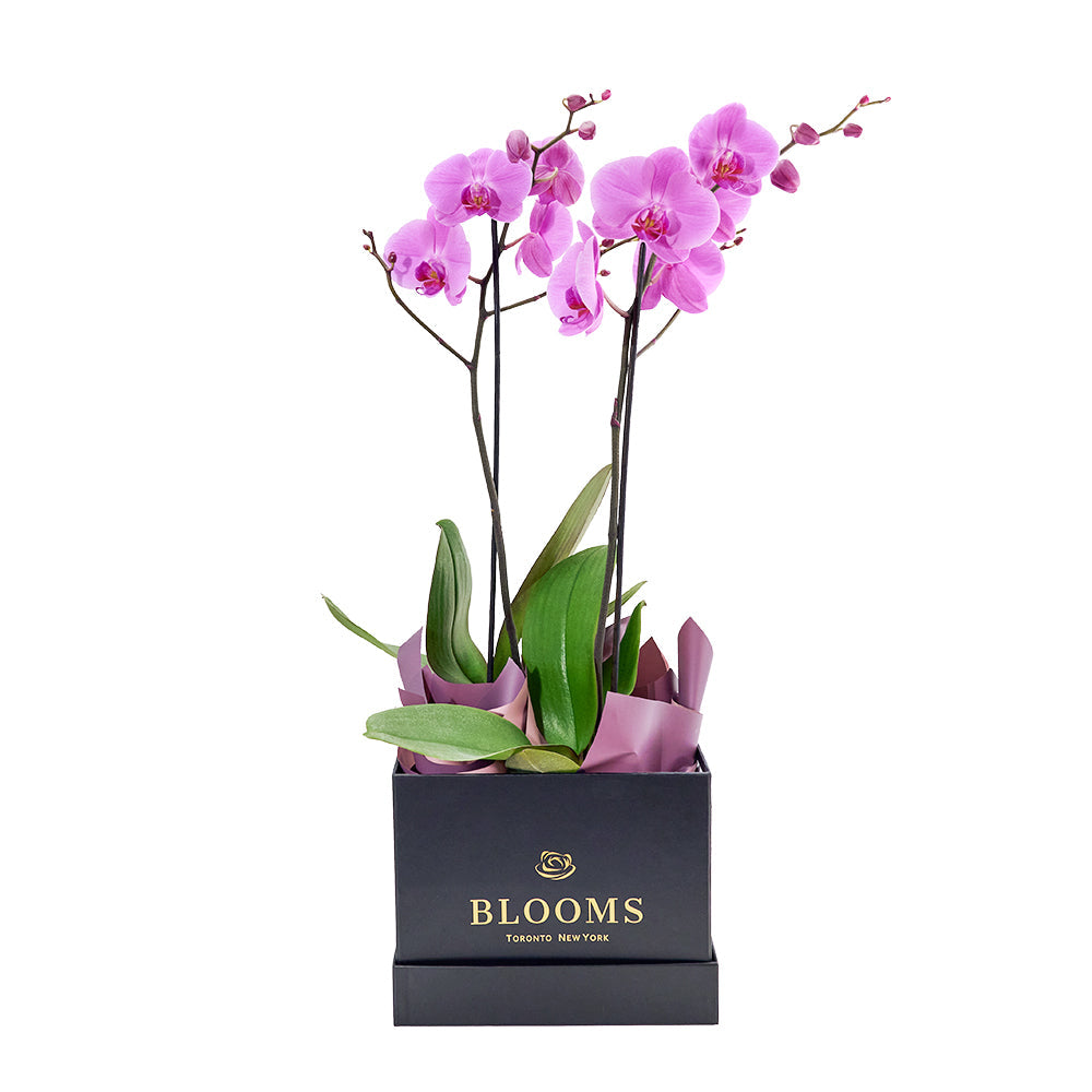Perfect In Pink Exotic Orchid Plant - Los Angeles Blooms