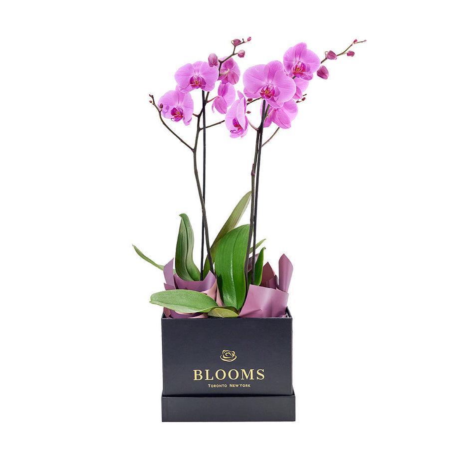 Perfect In Pink Exotic Orchid Plant - Los Angeles Blooms
