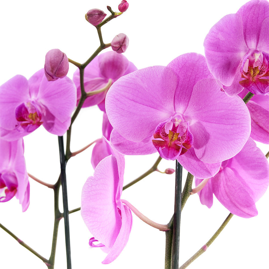 Perfect In Pink Exotic Orchid Plant - Los Angeles Blooms