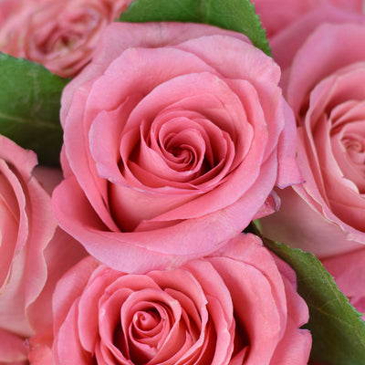 Pink Glow Box Rose Set, Pink Roses Gift, Rose Gift Hat Box, Rose Hat Box, Rose Arrangement, Los Angeles Blooms