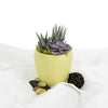 Potted Succulent Arrangement - Succulent Plant Gift -  Los Angeles Blooms