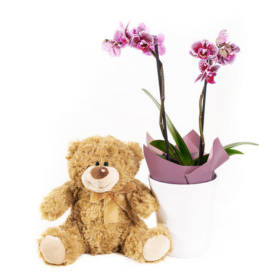 Potted Orchids and Bear. Flower and Plushie Gift Set - Los Angeles Delivery.