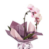 Pure & Simple Flowers & Wine Gift. Orchid plant and Wine Gift Set - Los Angeles Delivery.
