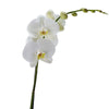 Pure & Simple Exotic Orchid Plant. Orchid Gift - Los Angeles Delivery.