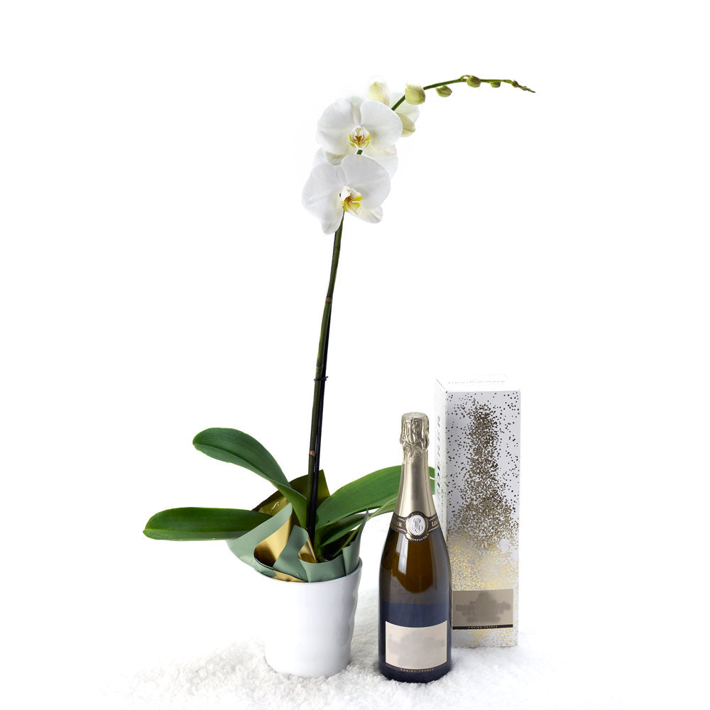 Classic Sparkling Wine with White Orchid Ceramic Planter Gift – how the gift is presented