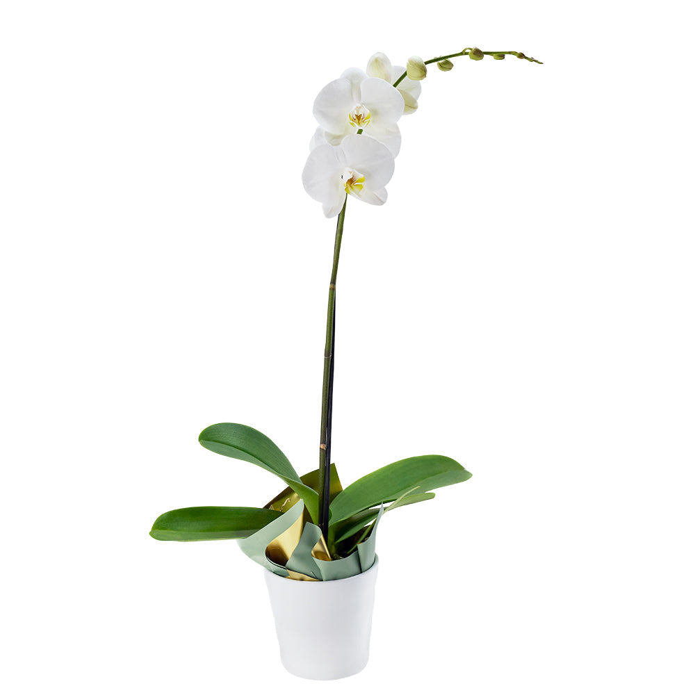 Pure &amp; Simple Exotic Orchid Plant. Orchid Gift - Los Angeles Delivery.