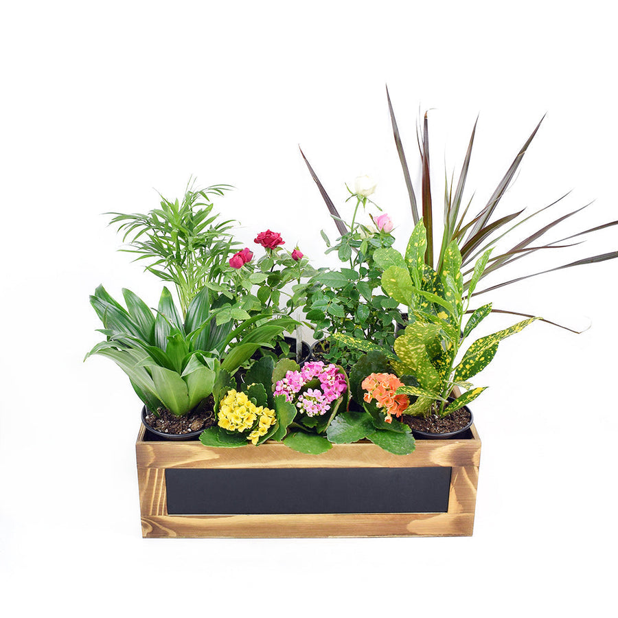 The Secret Garden Box is a lovely miniature tabletop garden with different potted plants beautifully arranged in a wooden planter that brings the beauty of nature indoors. Los Angeles Blooms- Los Angeles Delivery
