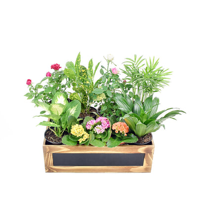 The Secret Garden Box is a lovely miniature tabletop garden with different potted plants beautifully arranged in a wooden planter that brings the beauty of nature indoors. Los Angeles Blooms- Los Angeles Delivery