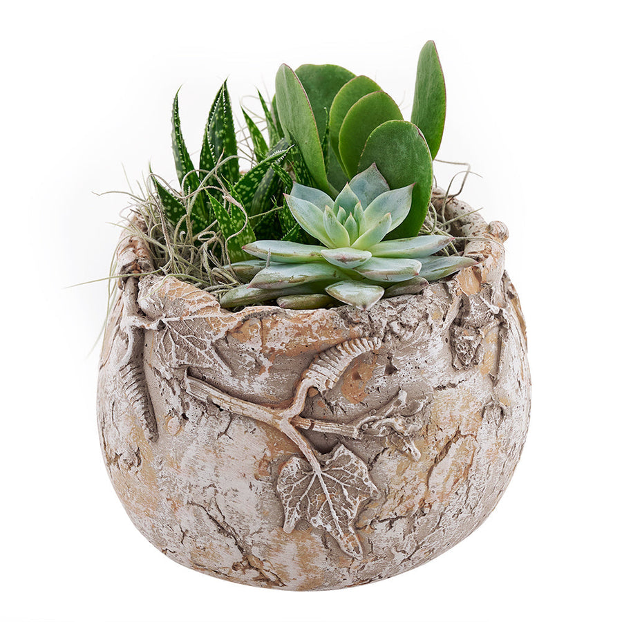Shades of Green Succulent Garden