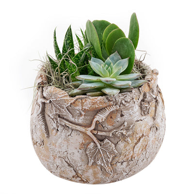 The Shades of Green Succulent Garden from Los Angeles Blooms is a great gift for anyone who loves to be surrounded by plants. Los Angeles Delivery